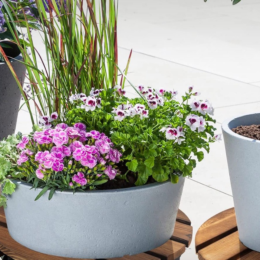 Flowering plants in pots standing on rolling wooden plant caddies